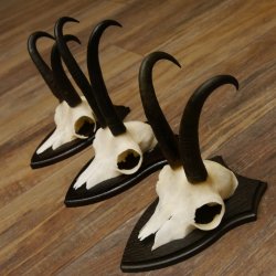 Gamsgeweihe 3 Stück Gamsen SL bis 22,5 cm Bock Gemse Geweihe auf Trophäenschildern
