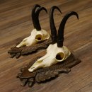 Gamsgeweihe 2 Stück Gamsen SL bis 22,5 cm Bock Gemse Geweihe auf geschnitzten Trophäenschildern