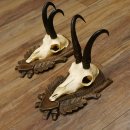 Gamsgeweihe 2 Stück Gamsen SL bis 22,5 cm Bock Gemse Geweihe auf geschnitzten Trophäenschildern