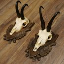 Gamsgeweihe 2 Stück Gamsen SL bis 22,5 cm Bock Gemse Geweihe auf geschnitzten Trophäenschildern