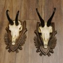 Gamsgeweihe 2 Stück Gamsen SL bis 22,5 cm Bock Gemse Geweihe auf geschnitzten Trophäenschildern