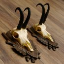 Gamsgeweihe 2 Stück Gamsen SL bis 22,5 cm Bock Gemse Geweihe auf geschnitzten Trophäenschildern