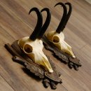 Gamsgeweihe 2 Stück Gamsen SL bis 22,5 cm Bock Gemse Geweihe auf geschnitzten Trophäenschildern