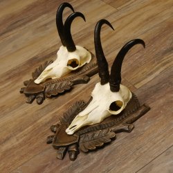 Gamsgeweihe 2 Stück Gamsen SL bis 22,5 cm Bock Gemse Geweihe auf geschnitzten Trophäenschildern