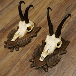 Gamsgeweihe 2 Stück Gamsen SL bis 22,5 cm Bock Gemse Geweihe auf geschnitzten Trophäenschildern