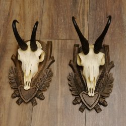 Gamsgeweihe 2 Stück Gamsen SL bis 22,5 cm Bock Gemse Geweihe auf geschnitzten Trophäenschildern
