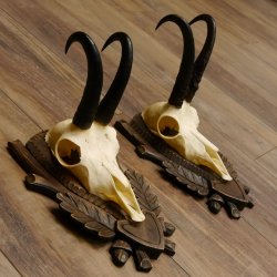 Gamsgeweihe 2 Stück Gamsen SL bis 22,5 cm Bock Gemse Geweihe auf geschnitzten Trophäenschildern