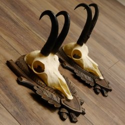 Gamsgeweihe 2 Stück Gamsen SL bis 22,5 cm Bock Gemse Geweihe auf geschnitzten Trophäenschildern