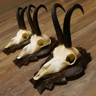 Gamsgeweihe 3 Stück Gamsen SL bis 22 cm Bock Gemse Geweihe auf geschnitzten Trophäenschildern