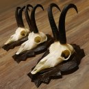 Gamsgeweihe 3 Stück Gamsen SL bis 22 cm Bock Gemse Geweihe auf geschnitzten Trophäenschildern