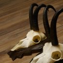 Gamsgeweihe 3 Stück Gamsen SL bis 22 cm Bock Gemse Geweihe auf geschnitzten Trophäenschildern