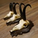 Gamsgeweihe 3 Stück Gamsen SL bis 22 cm Bock Gemse Geweihe auf geschnitzten Trophäenschildern