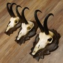 Gamsgeweihe 3 Stück Gamsen SL bis 22 cm Bock Gemse Geweihe auf geschnitzten Trophäenschildern