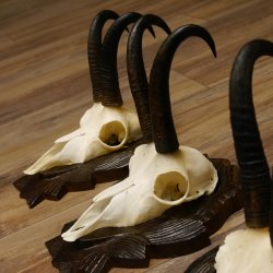 Gamsgeweihe 3 Stück Gamsen SL bis 22 cm Bock Gemse Geweihe auf geschnitzten Trophäenschildern