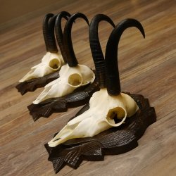 Gamsgeweihe 3 Stück Gamsen SL bis 22 cm Bock Gemse Geweihe auf geschnitzten Trophäenschildern