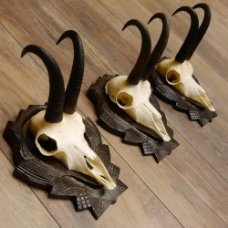 Gamsgeweihe 3 Stück Gamsen SL bis 22 cm Bock Gemse Geweihe auf geschnitzten Trophäenschildern