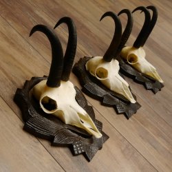Gamsgeweihe 3 Stück Gamsen SL bis 22 cm Bock Gemse Geweihe auf geschnitzten Trophäenschildern