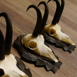 Gamsgeweihe 3 Stück Gamsen SL bis 22 cm Bock Gemse Geweihe auf geschnitzten Trophäenschildern