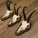 Gamsgeweihe 3 Stück Gamsen SL bis 23,4 cm Bock Gemse Geweihe auf Trophäenschildern