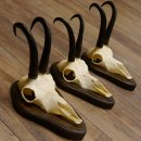 Gamsgeweihe 3 Stück Gamsen SL bis 23,4 cm Bock Gemse Geweihe auf Trophäenschildern