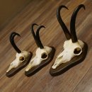 Gamsgeweihe 3 Stück Gamsen SL bis 23,4 cm Bock Gemse Geweihe auf Trophäenschildern