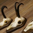 Gamsgeweihe 3 Stück Gamsen SL bis 23,4 cm Bock Gemse Geweihe auf Trophäenschildern