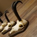 Gamsgeweihe 3 Stück Gamsen SL bis 23,4 cm Bock Gemse Geweihe auf Trophäenschildern