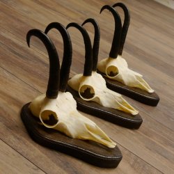 Gamsgeweihe 3 Stück Gamsen SL bis 23,4 cm Bock Gemse Geweihe auf Trophäenschildern