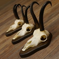 Gamsgeweihe 3 Stück Gamsen SL bis 23,4 cm Bock Gemse Geweihe auf Trophäenschildern