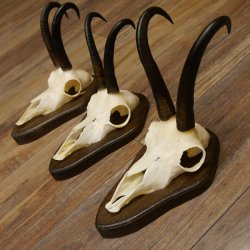 Gamsgeweihe 3 Stück Gamsen SL bis 23,4 cm Bock Gemse Geweihe auf Trophäenschildern
