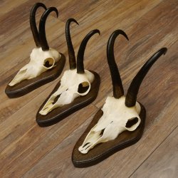 Gamsgeweihe 3 Stück Gamsen SL bis 23,4 cm Bock Gemse Geweihe auf Trophäenschildern