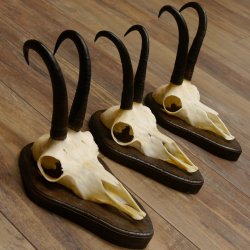 Gamsgeweihe 3 Stück Gamsen SL bis 23,4 cm Bock Gemse Geweihe auf Trophäenschildern