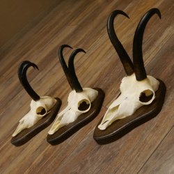 Gamsgeweihe 3 Stück Gamsen SL bis 23,4 cm Bock Gemse Geweihe auf Trophäenschildern