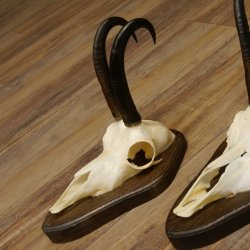 Gamsgeweihe 3 Stück Gamsen SL bis 23,4 cm Bock Gemse Geweihe auf Trophäenschildern