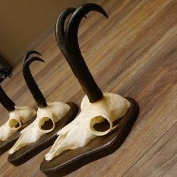 Gamsgeweihe 3 Stück Gamsen SL bis 23,4 cm Bock Gemse Geweihe auf Trophäenschildern