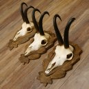 Gamsgeweihe 3 Stück Gamsen SL bis 24,2 cm Bock Gemse Geweihe auf geschnitzten Trophäenschildern