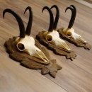 Gamsgeweihe 3 Stück Gamsen SL bis 24,2 cm Bock Gemse Geweihe auf geschnitzten Trophäenschildern