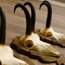 Gamsgeweihe 3 Stück Gamsen SL bis 24,2 cm Bock Gemse Geweihe auf geschnitzten Trophäenschildern