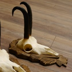 Gamsgeweihe 3 Stück Gamsen SL bis 24,2 cm Bock Gemse Geweihe auf geschnitzten Trophäenschildern