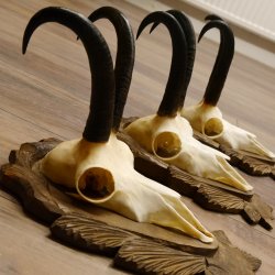 Gamsgeweihe 3 Stück Gamsen SL bis 24,2 cm Bock Gemse Geweihe auf geschnitzten Trophäenschildern