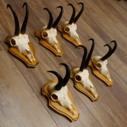 Gamsgeweihe 6 Stück Gamsen SL bis 22,3 cm Bock Gemse Geweihe auf Trophäenschildern