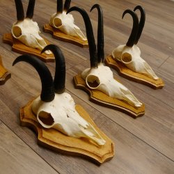 Gamsgeweihe 6 Stück Gamsen SL bis 22,3 cm Bock Gemse Geweihe auf Trophäenschildern