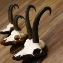 Gamsgeweihe 3 Stück Gamsen SL bis 22,6 cm Bock Gemse Geweihe auf Trophäenschildern
