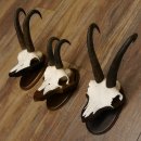 Gamsgeweihe 3 Stück Gamsen SL bis 22,6 cm Bock Gemse Geweihe auf Trophäenschildern