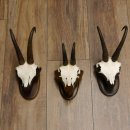 Gamsgeweihe 3 Stück Gamsen SL bis 22,6 cm Bock Gemse Geweihe auf Trophäenschildern