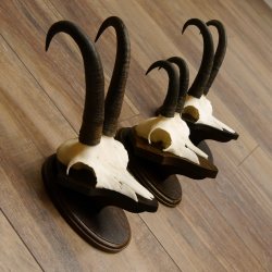 Gamsgeweihe 3 Stück Gamsen SL bis 22,6 cm Bock Gemse Geweihe auf Trophäenschildern