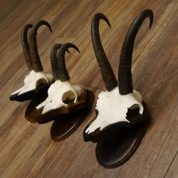 Gamsgeweihe 3 Stück Gamsen SL bis 22,6 cm Bock Gemse Geweihe auf Trophäenschildern