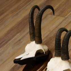 Gamsgeweihe 3 Stück Gamsen SL bis 22,6 cm Bock Gemse Geweihe auf Trophäenschildern