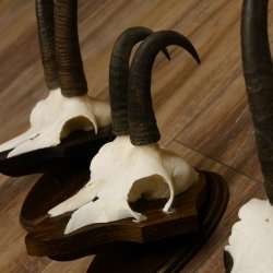 Gamsgeweihe 3 Stück Gamsen SL bis 22,6 cm Bock Gemse Geweihe auf Trophäenschildern