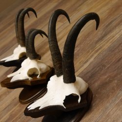 Gamsgeweihe 3 Stück Gamsen SL bis 22,6 cm Bock Gemse Geweihe auf Trophäenschildern